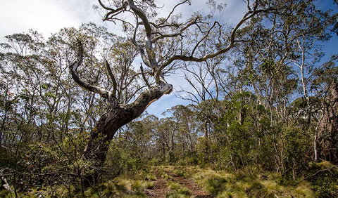 Barrington Trail - Accommodation Adelaide 1