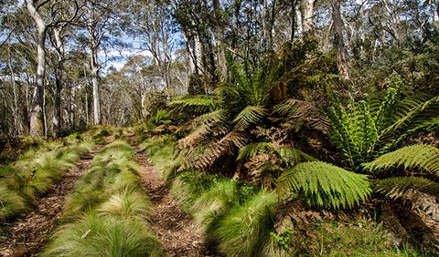 Barrington Trail - Accommodation Adelaide 2
