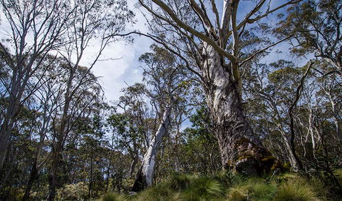 Barrington Trail - Accommodation Adelaide 3