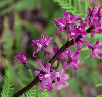 Cassinia walking track - Accommodation Adelaide