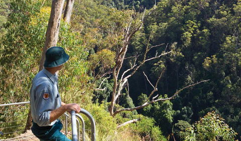Lyrebird Falls Walking Track - Accommodation Adelaide 1