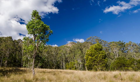 Brush Turkey Track - Accommodation Adelaide 0