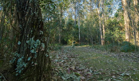 Brush Turkey Track - Accommodation Adelaide 3
