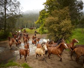 Glenworth Valley Horse Riding - Accommodation Adelaide 0