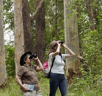 Chichester State Forest - Accommodation Adelaide