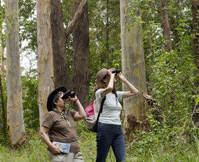 Chichester State Forest - Accommodation Adelaide 0