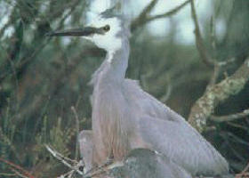 Jack Smith Lake State Game Reserve - Accommodation Adelaide 0