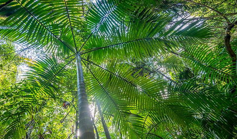 Palm Grove Nature Reserve - Accommodation Adelaide 3