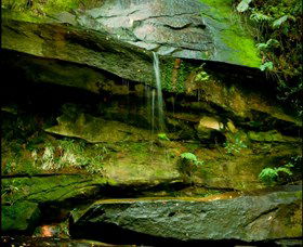 Strickland State Forest - Accommodation Adelaide 0