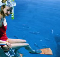 Roy Rufus Artificial Reef Dive Site - Accommodation Adelaide