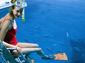 Roy Rufus Artificial Reef Dive Site - Accommodation Adelaide 0