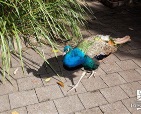 Blackbutt Reserve - Accommodation Adelaide 6