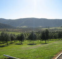 Hastings Valley Olives - Accommodation Adelaide