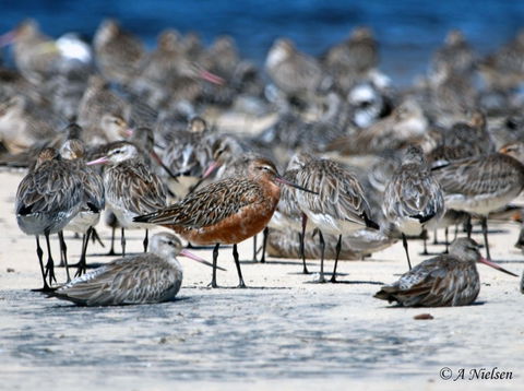 Cooloola Nature - Accommodation Adelaide 0