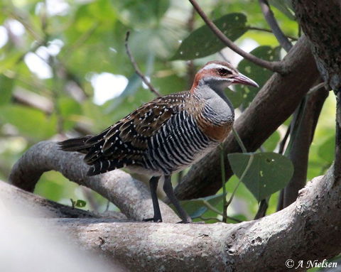 Cooloola Nature - Accommodation Adelaide 1