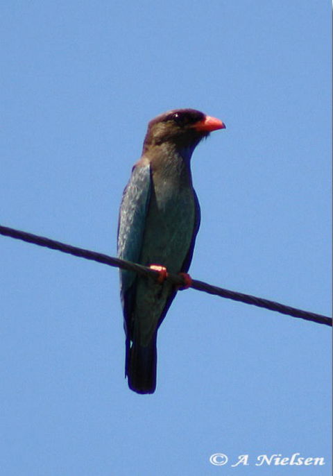 Cooloola Nature - Accommodation Adelaide 2