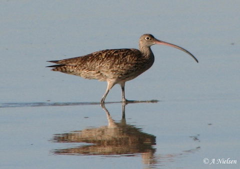 Cooloola Nature - Accommodation Adelaide 3