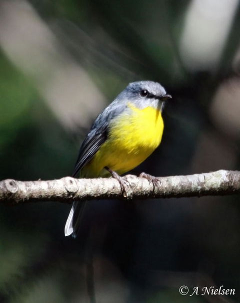 Cooloola Nature - Accommodation Adelaide 4