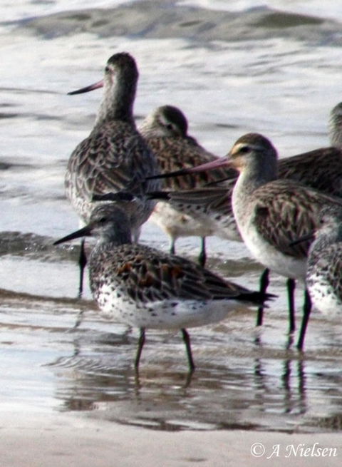 Cooloola Nature - Accommodation Adelaide 5