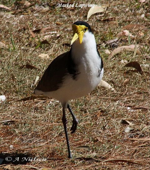 Cooloola Nature - Accommodation Adelaide 6