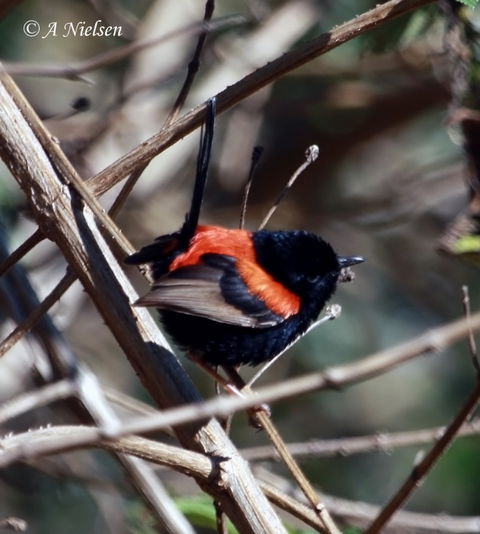 Cooloola Nature - Accommodation Adelaide 7