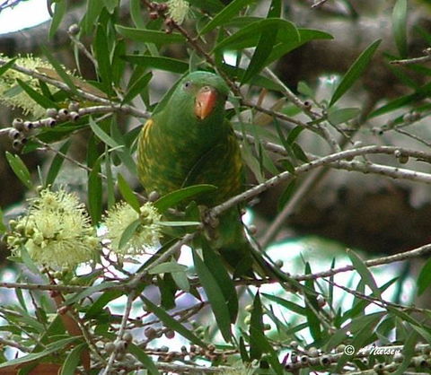Cooloola Nature - Accommodation Adelaide 8
