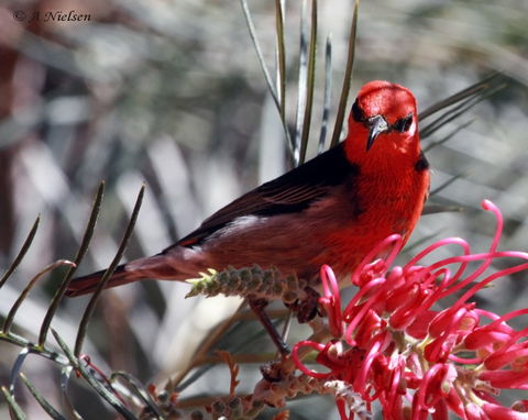 Cooloola Nature - Accommodation Adelaide 9