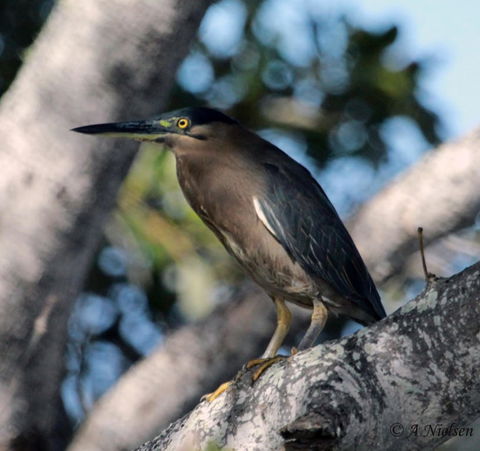 Cooloola Nature - Accommodation Adelaide 10