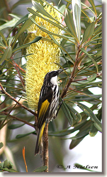 Cooloola Nature - Accommodation Adelaide 11