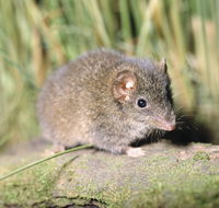 Munmorah State Conservation Area - Accommodation Adelaide