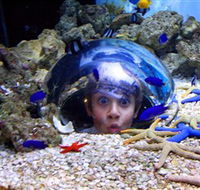 Sea Life Sunshine Coast - Accommodation Adelaide