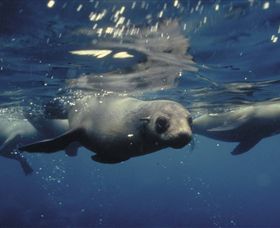 Wilsons Promontory Marine National Park - Accommodation Adelaide 0