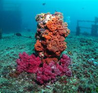 HMAS Brisbane Dive Site - Accommodation Adelaide
