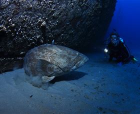 HMAS Brisbane Dive Site - Accommodation Adelaide 3