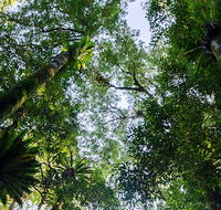 Botanic walk - Accommodation Adelaide