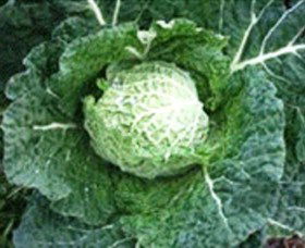 Merry Maidens Veggies - Accommodation Adelaide 2