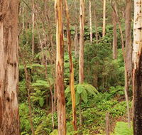 Cycle Mogo State Forest - Accommodation Adelaide