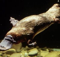 Platypus Pool - Accommodation Adelaide
