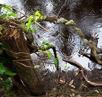 Mogo Bushwalk - Accommodation Adelaide