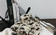 Fudge Factory At Tilba Treasures Of Ulladulla - thumb 1