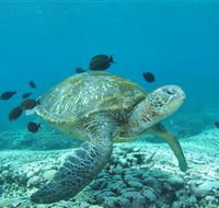 Flinders Reef Dive Site - Accommodation Adelaide