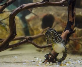Irukandji Shark And Ray Encounters - Accommodation Adelaide 2
