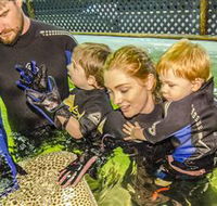 Irukandji Shark and Ray Encounters - Accommodation Adelaide
