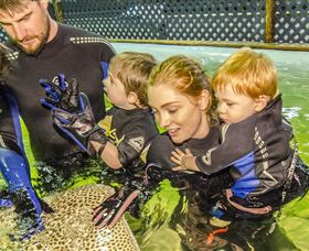 Irukandji Shark And Ray Encounters - Accommodation Adelaide 0