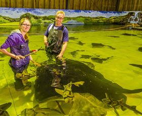 Irukandji Shark And Ray Encounters - Accommodation Adelaide 3