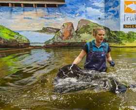 Irukandji Shark And Ray Encounters - Accommodation Adelaide 7