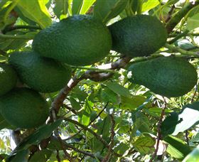 The Avocado Farm - Accommodation Adelaide 6