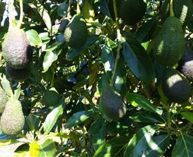 The Avocado Farm - Accommodation Adelaide 7