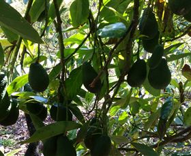 The Avocado Farm - Accommodation Adelaide 5
