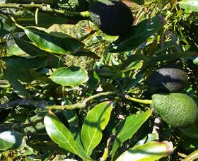 The Avocado Farm - Accommodation Adelaide 8